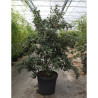 CAMELLIA sasanqua ROSE En pot de 35-50 litres