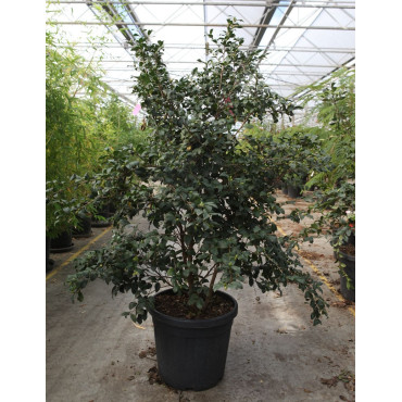 CAMELLIA sasanqua BLANC En pot de 35-50 litres