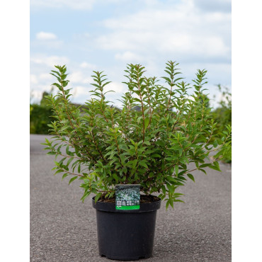 DEUTZIA gracilis En pot de 10-12 litres