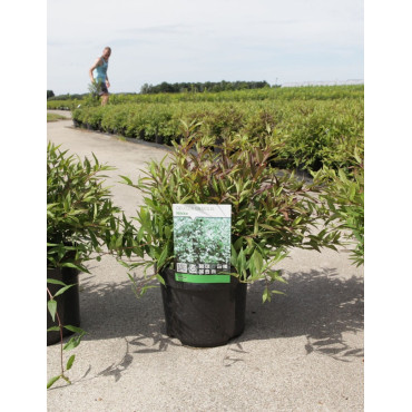 DEUTZIA gracilis NIKKO En pot de 3-4 litres