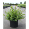 DEUTZIA gracilis NIKKO En pot de 10-12 litres