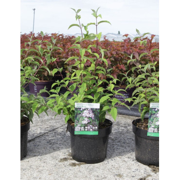 DEUTZIA hybrida MONT ROSE En pot de 4-5 litres