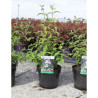 DEUTZIA hybrida MONT ROSE En pot de 4-5 litres