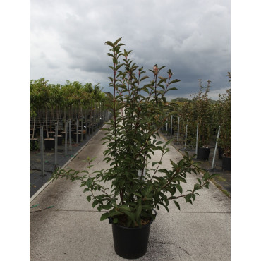 VIBURNUM bodnantense CHARLES LAMONT En pot de 30-35 litres