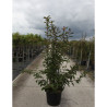 VIBURNUM bodnantense CHARLES LAMONT En pot de 30-35 litres