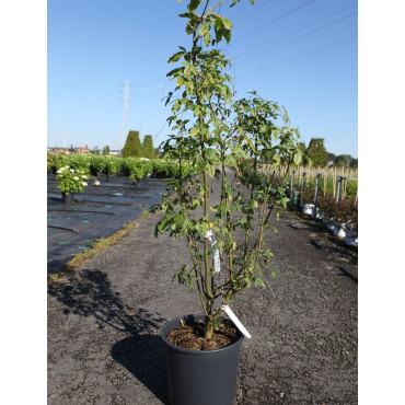 LABURNUM watereri VOSSII En pot de 15-20 litres