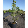 LABURNUM watereri VOSSII En pot de 15-20 litres