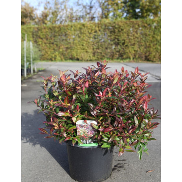 LEUCOTHOE scarletta ZEBLID En pot de 10-12 litres