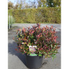 LEUCOTHOE scarletta ZEBLID En pot de 10-12 litres