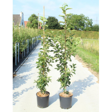 MALUS GOLDEN HORNET En pot de 12-15 litres forme baliveau