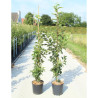 MALUS GOLDEN HORNET En pot de 12-15 litres forme baliveau