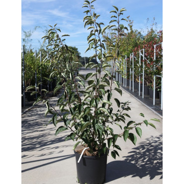 MALUS SUGAR TYME En pot de 15-20 litres forme buisson hauteur 080-100 cm