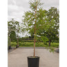 METASEQUOIA glyptostroboides En pot de 15-20 litres