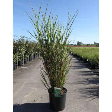 MISCANTHUS sinensis ZEBRINUS En pot de 15-20 litres