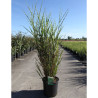 MISCANTHUS sinensis ZEBRINUS En pot de 15-20 litres