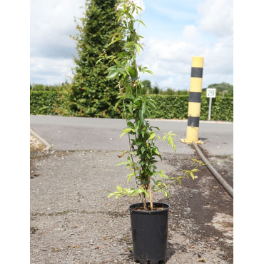 ROSA banksiae ALBA PLENA En pot de 4-5 litres