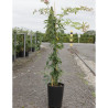 ROSA banksiae ALBA PLENA En pot de 10-12 litres