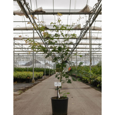 ACER pseudosieboldianum ARTIC JADE En pot de 12-15 litres