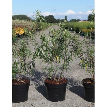 HIPPOPHAE rhamnoides En pot de 3-4 litres