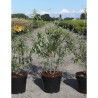 HIPPOPHAE rhamnoides En pot de 3-4 litres