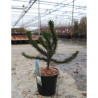 ARAUCARIA araucana En pot de 7-10 litres