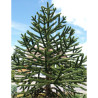 ARAUCARIA araucana