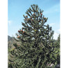 ARAUCARIA araucana