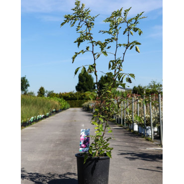 ZANTHOXYLUM simulans En pot de 15-20 litres