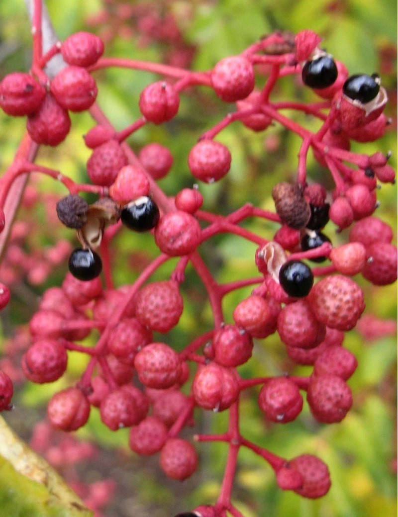 ZANTHOXYLUM simulans