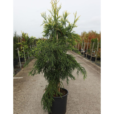 CRYPTOMERIA japonica KYARA GOLD En pot de 15-20 litres