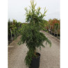 CRYPTOMERIA japonica KYARA GOLD En pot de 15-20 litres