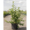 PHILADELPHUS minnesota SNOWFLAKE En pot de 10-12 litres