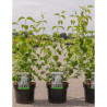 PHILADELPHUS minnesota SNOWFLAKE En pot de 3-4 litres