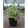 PHILADELPHUS coronarius VARIEGATUS En pot de 10-12 litres