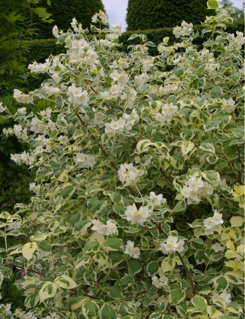 PHILADELPHUS coronarius VARIEGATUS