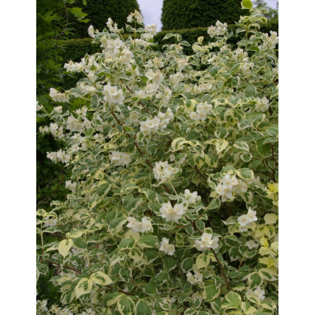 PHILADELPHUS coronarius VARIEGATUS