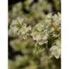 PHILADELPHUS coronarius VARIEGATUS