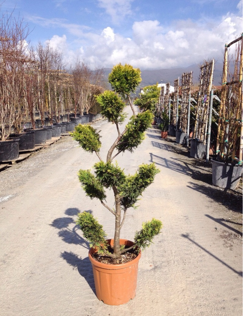 Bonsaï de jardin - CUPRESSOCYPARIS leylandii CASTLEWELLAN GOLD