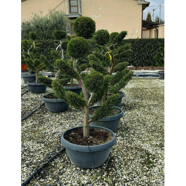 CUPRESSOCYPARIS leylandii