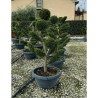 Bonsaï de jardin - CUPRESSOCYPARIS leylandii