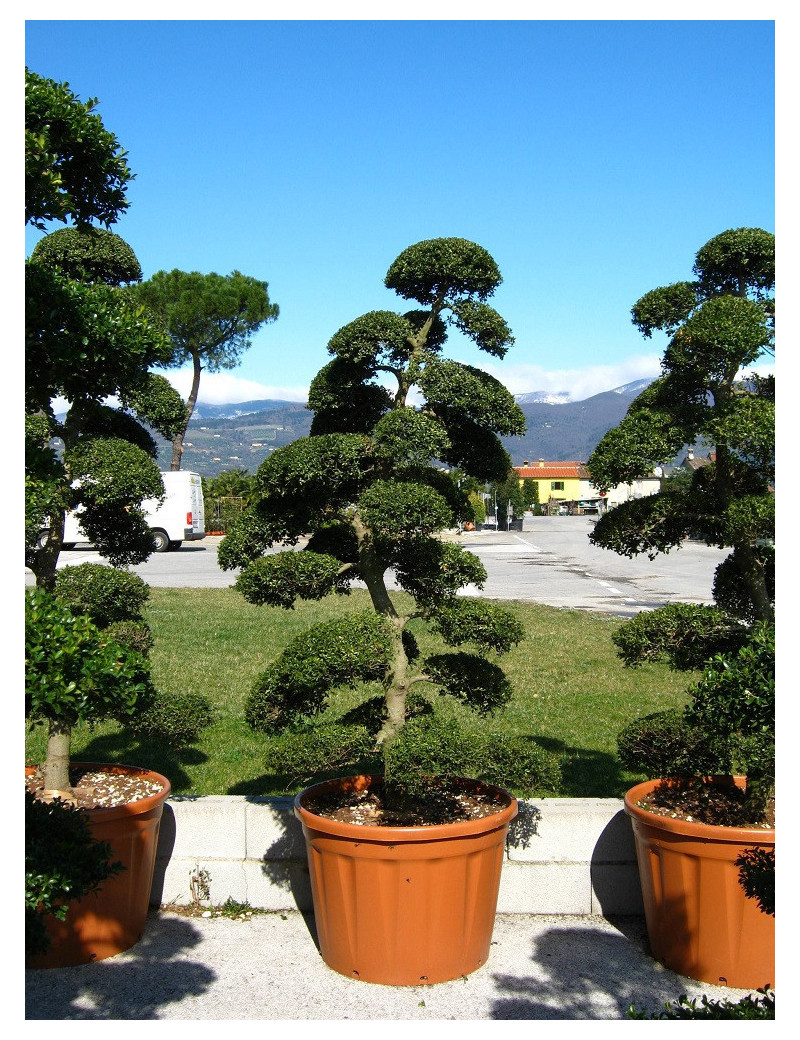 Bonsaï de jardin - ILEX crenata KINME