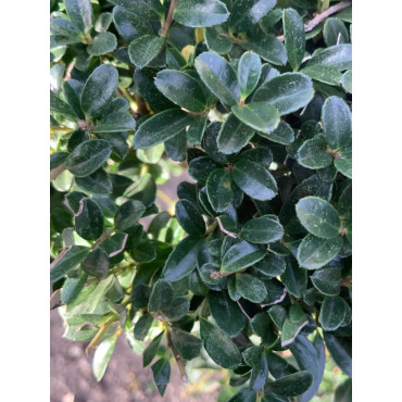 Bonsaï de jardin - ILEX crenata KINME