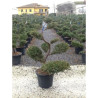 Bonsaï de jardin - JUNIPERUS media MINT JULEP