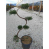 Bonsaï de jardin - JUNIPERUS media Pfitzeriana AUREA