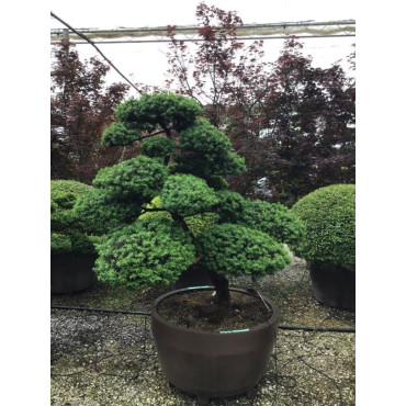 Bonsaï de jardin - TAXUS baccata