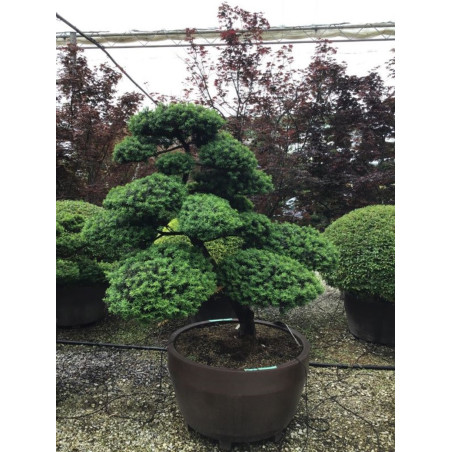 Bonsaï de jardin - TAXUS baccata