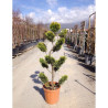 Bonsaï de jardin - CUPRESSOCYPARIS leylandii Gold Rider