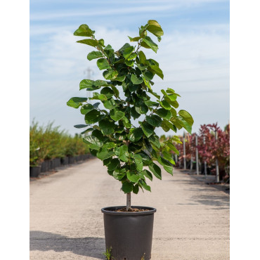 CERCIS chinensis AVONDALE En pot de 15-20 litres