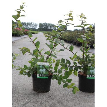 LONICERA fragrantissima En pot de 3-4 litres