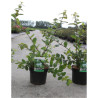 LONICERA fragrantissima En pot de 3-4 litres